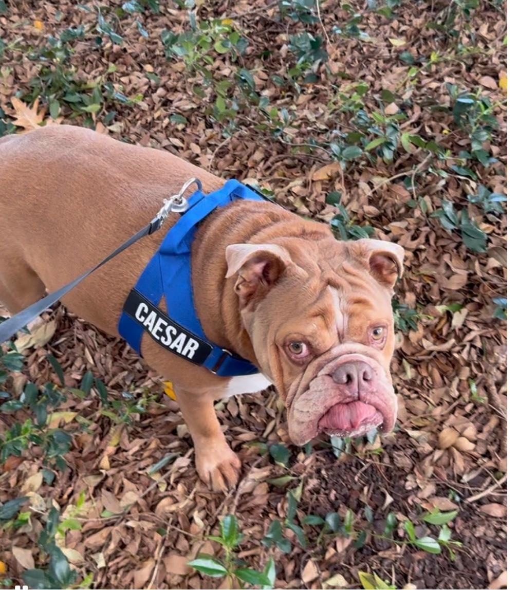 Dachshund in cozy home setting
