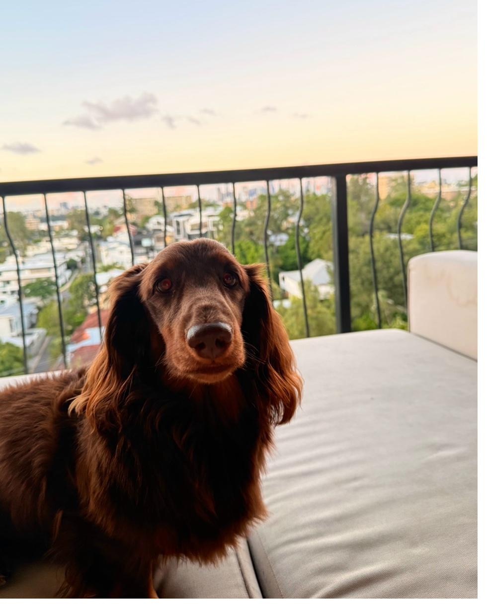 Dog enjoying an outdoor walk
