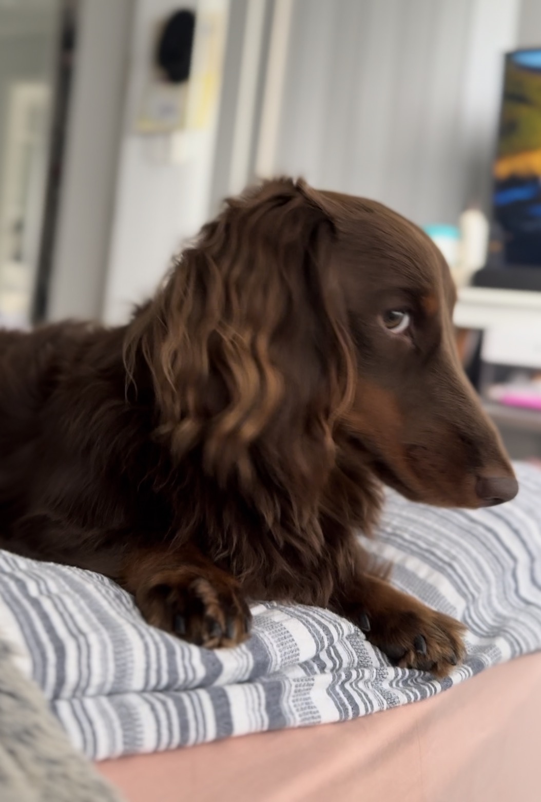Dachshund in red coat by the river