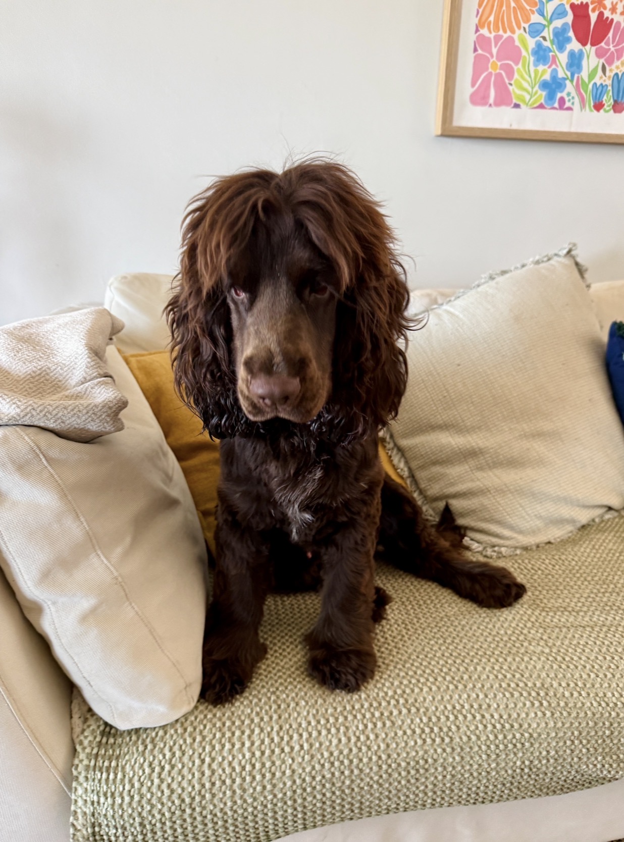Dog relaxing at home with sitter