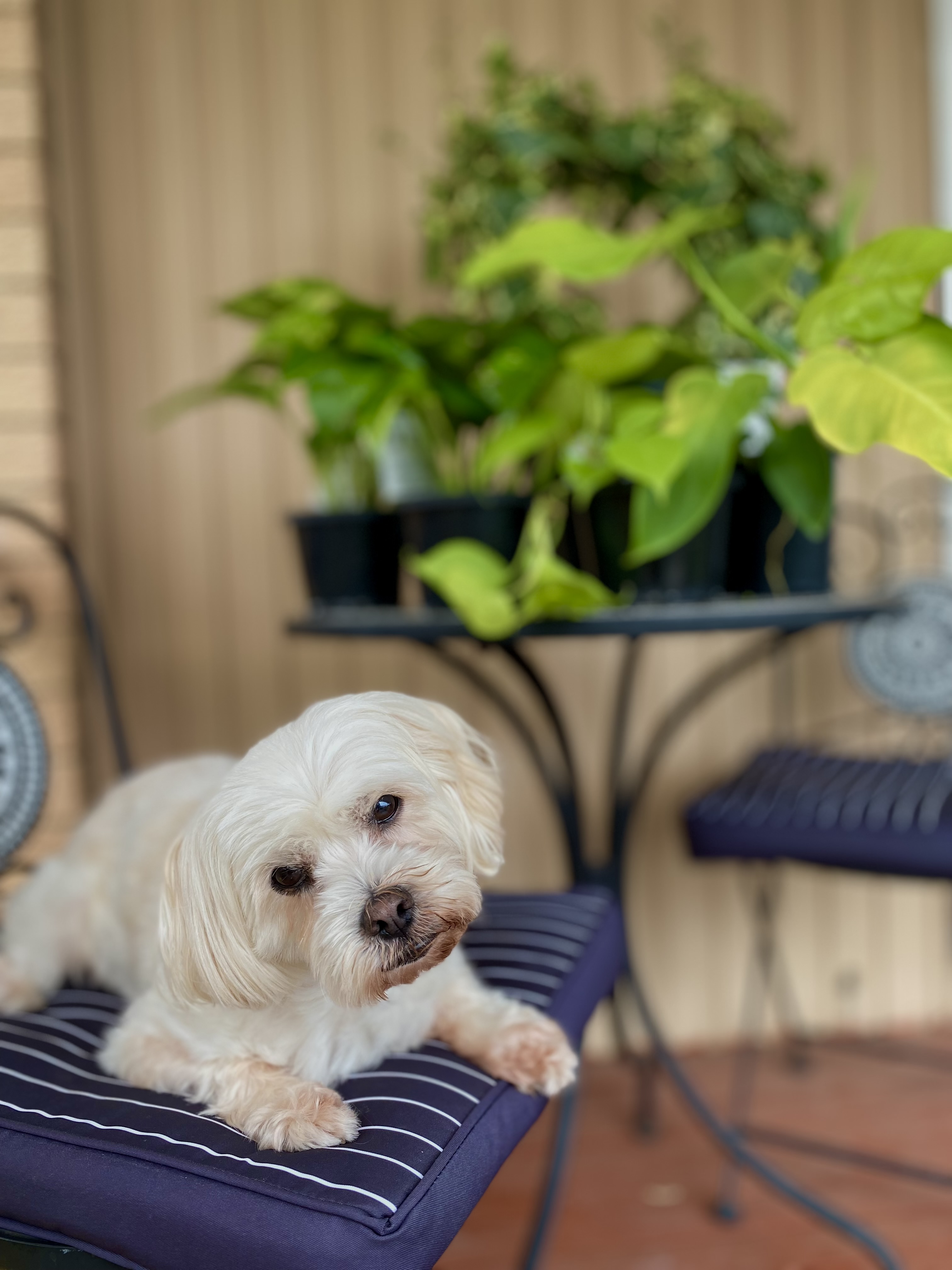 Dog in beautiful home