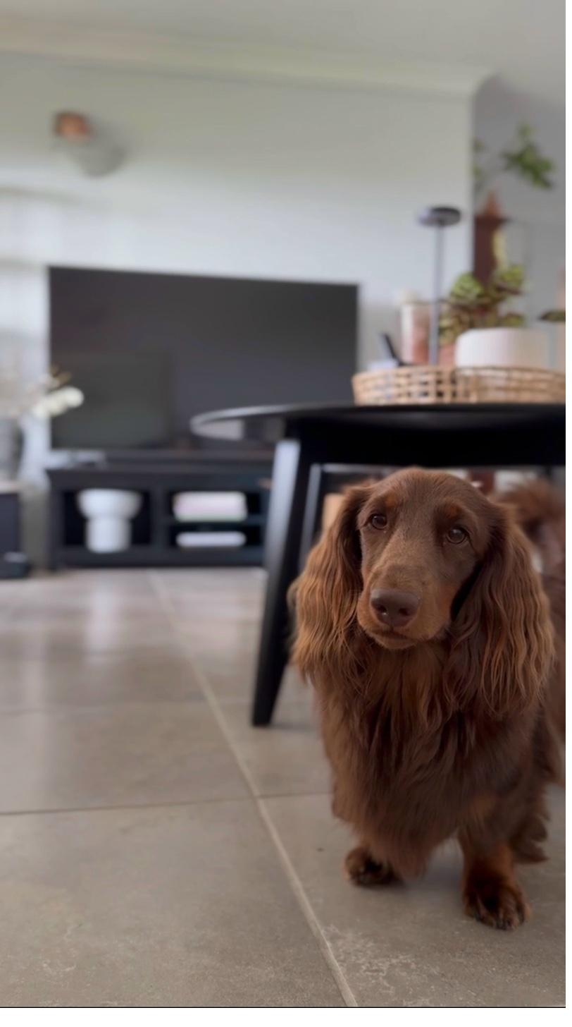 Long-haired dachshund in living room