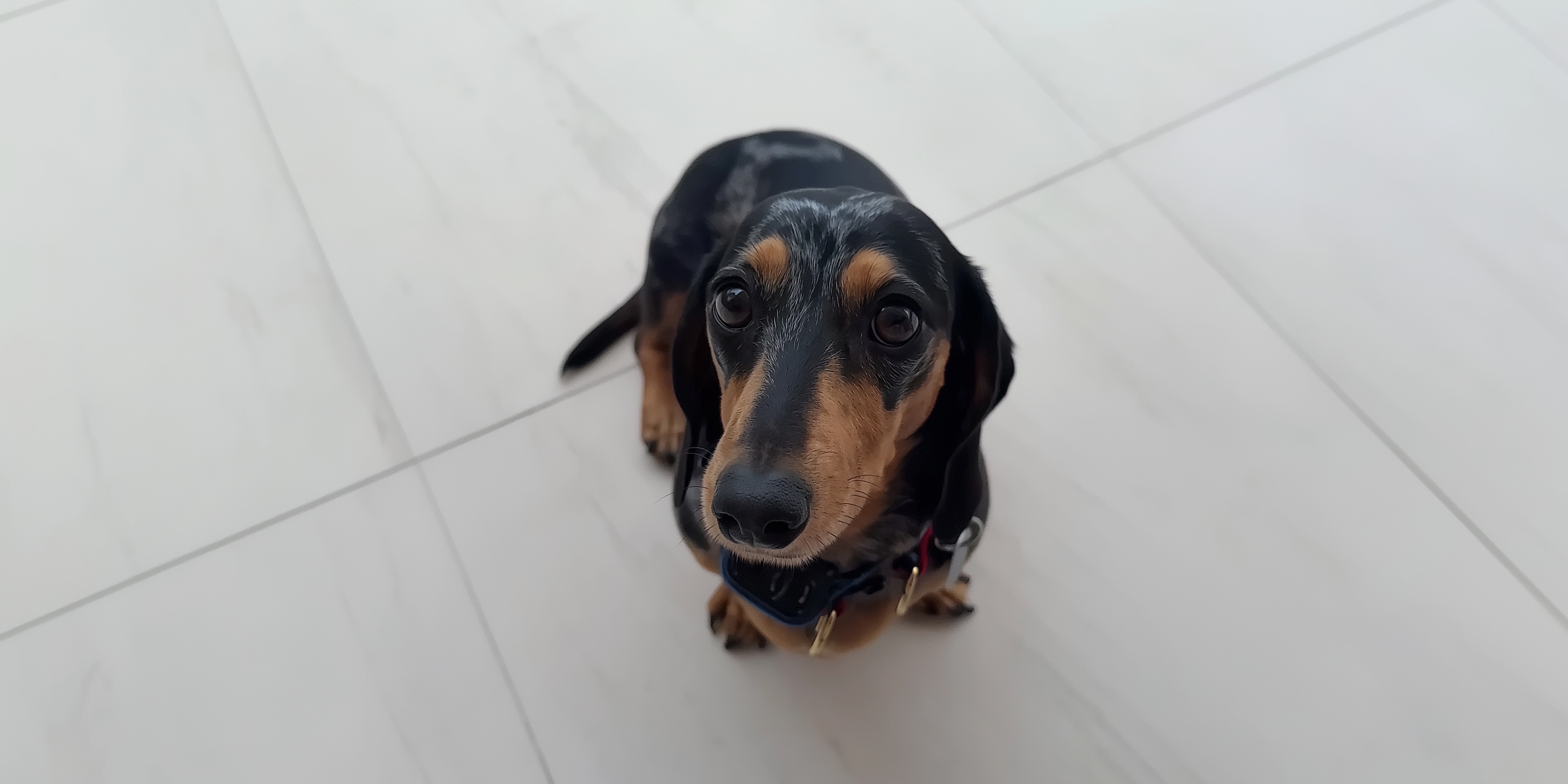 In-home pet sitting care