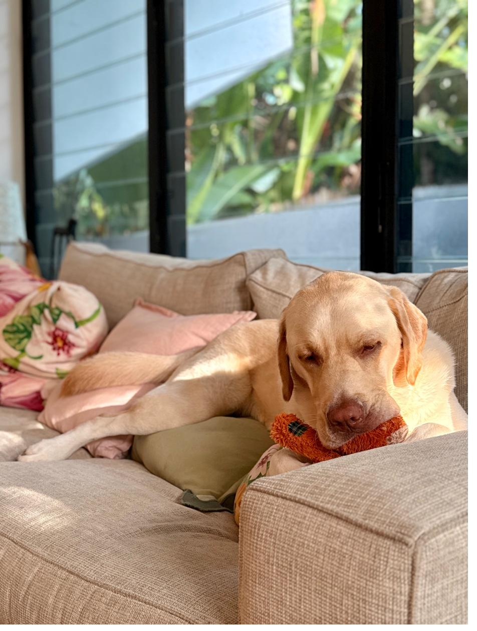Lab napping with toy on couch